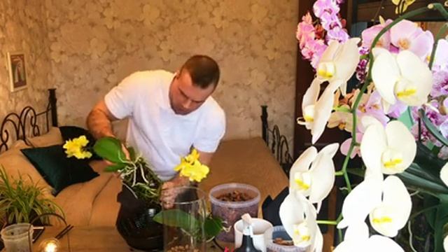 НЕ МЕДЛЮ и САЖАЮ ДВЕ ОРХИДЕИ ВМЕСТЕ в КОЛБУ. Будем следить за их РАЗВИТИЕМ. смотреть онлайн