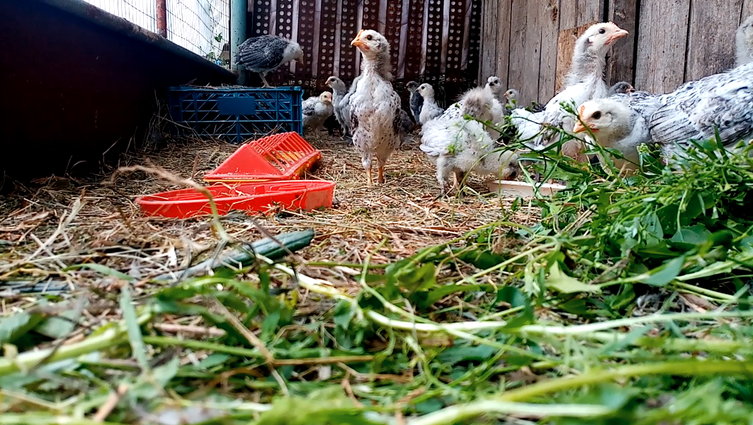 Это поможет курам зимой повысить яйценоскость. смотреть онлайн