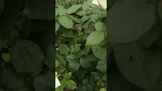 С добрым утром 🙏 смотреть онлайн