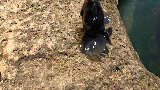 Рыбалка Кутум . Хороший клев. Дагестан Дербент 2022 смотреть онлайн