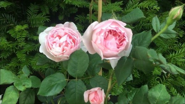 SCEPTER'D ISLE "Ausland", David Austin rose, 1st year