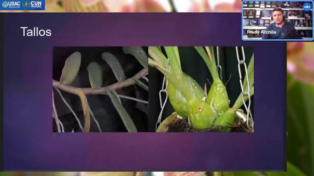 SEMANA DE LA CULTURA | Las Orquídeas, Ejemplo De Evolución