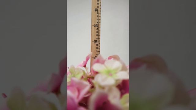 Гортензия пильчатая Розовый. смотреть онлайн