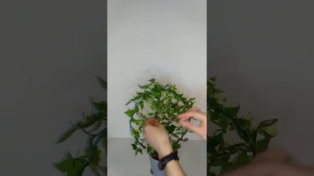 Формирование / плетение крестовника крупноязычкового смотреть онлайн