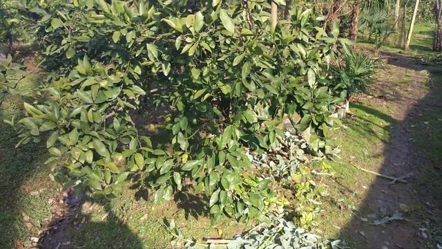 Эвкалипт. Что сделать из эвкалипта? Как лечится с помощью эвкалипта? смотреть онлайн