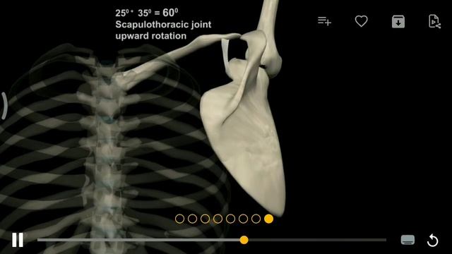 Биомеханика работы плеча при поднятии руки вверх через сторону смотреть онлайн