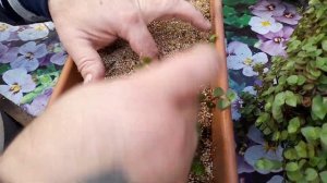 Кто такая КОЛЛИЗИЯ, как вырастить ШАРЫ, и размножить черенком.