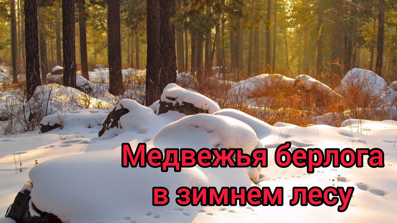 Хижина в лесу. Нашел медвежью берлогу в зимнем лесу смотреть онлайн
