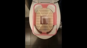 Приучить кошку к унитазу ПРОСТО !!!
