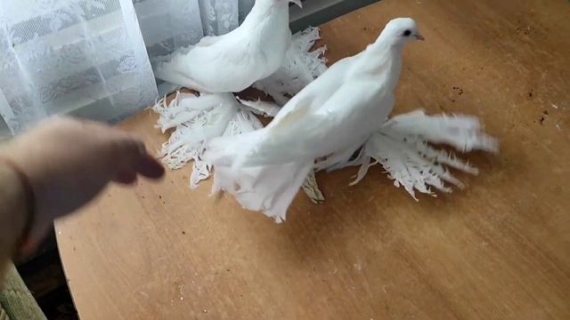 Коллекция. Голуби Северокавказские космачи города Зеленокумска. Малосилко Я.В. смотреть онлайн