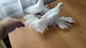 Коллекция. Голуби Северокавказские космачи города Зеленокумска. Малосилко Я.В.