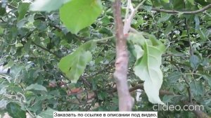 Прививочный секатор результат - результаты прививок прививочным секатором, отзывы.