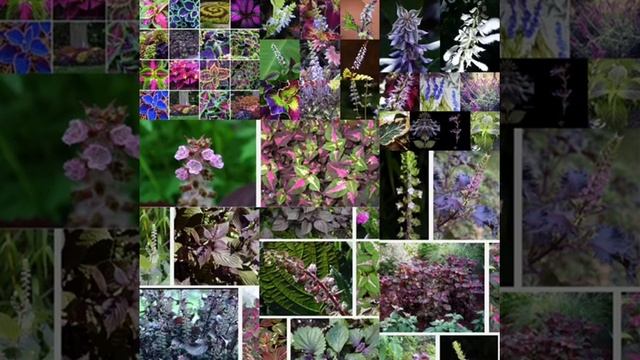 Salvia Divinorum, Coleus, Perilla, Amaryllis Dreams