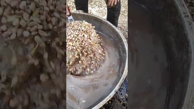 Новый урожай фисташек в Кыргызстане. смотреть онлайн