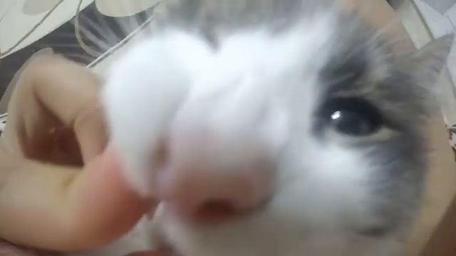 Что делает КОТ, когда хозяев нет дома! смотреть онлайн