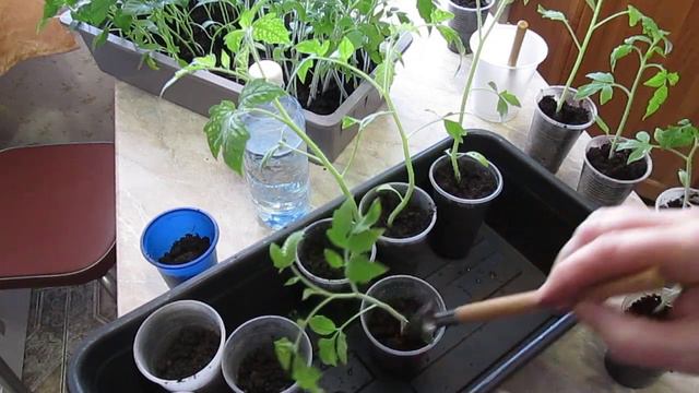 Пикировка ранних томатов и сладкого перца для раннего урожая. Сезон 2021 года! смотреть онлайн