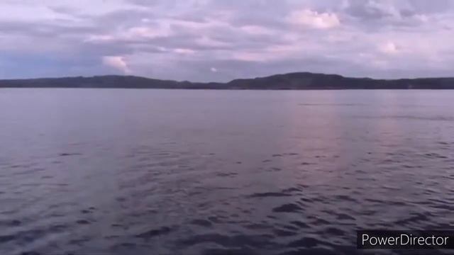 киты и дельфины Баренцево моря смотреть онлайн