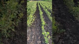 «Северная ягода на юге» жимолость сорт Золушка