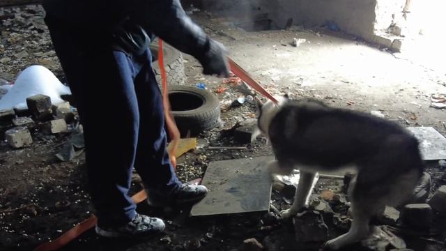 Спасение собаки из колодца в заброшенном здании смотреть онлайн