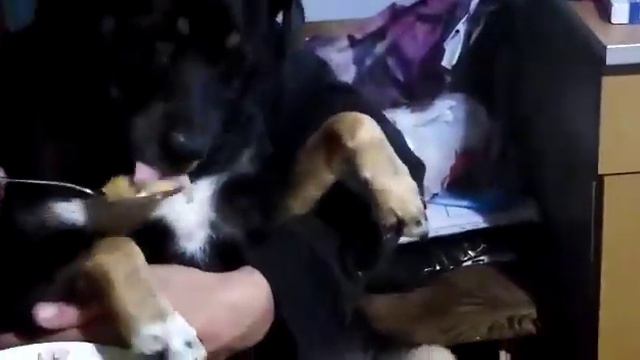 Грейка кушает с ложки смотреть онлайн