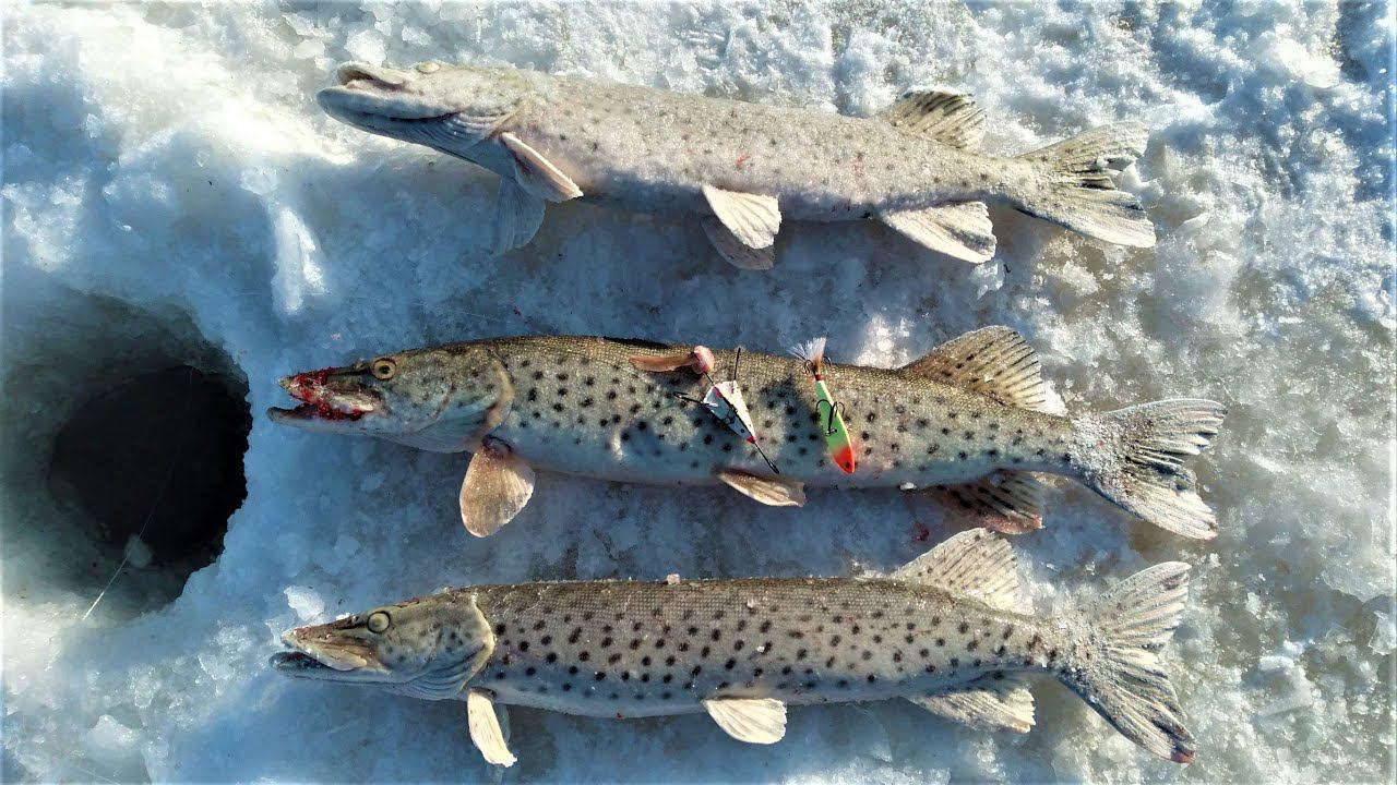 Амурские щуки не дают расслабиться. Лучшие приманки дня по щуке смотреть онлайн