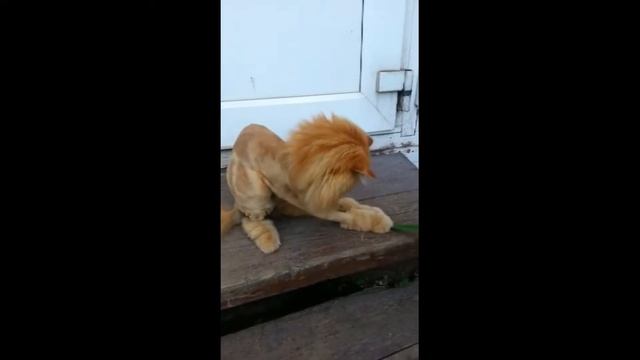 львица смотреть онлайн