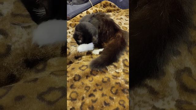 Мура беспокойная 28 Января 2024. смотреть онлайн