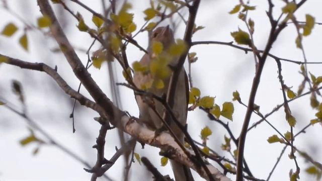 Птичка какая-то на дереве. Зеленушка? Самка зяблика? (30/04/2021 на опушке ЗАТО vs Студёный Кордон) смотреть онлайн