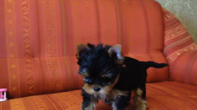 Щенки йоркширского терьера смотреть онлайн