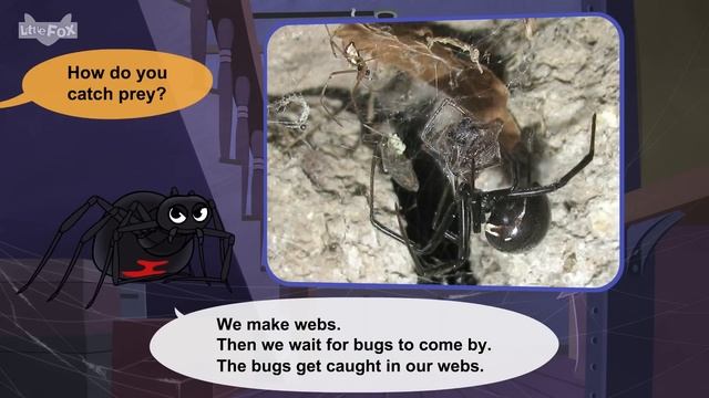 7 Cool & Strange Animals | Anteater, Manta Ray, Flying Fox, Black Widow Spider, Porcupine, And More
