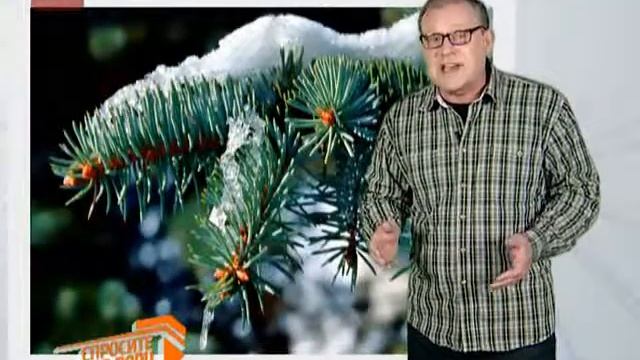 Спросите дядю Вову. Хвойные смотреть онлайн