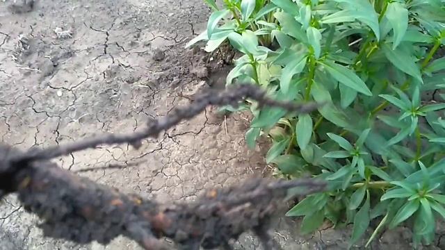 Роза не растет. Что  делать ?