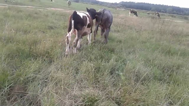 Обо всем понемногу!!!Жизнь в деревне! смотреть онлайн