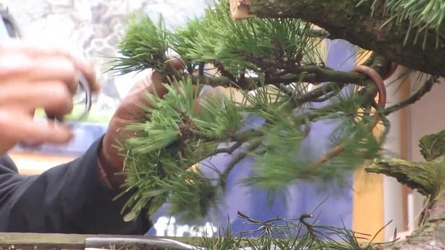 Taiga Urushibata's Bonsai demonstration, Generation Bonsai смотреть онлайн