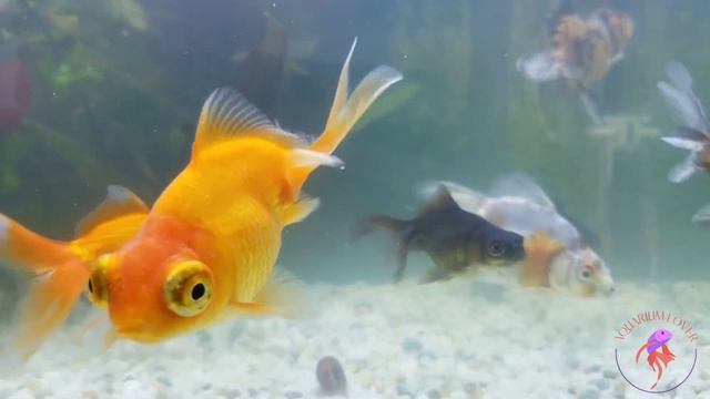 Кормление золотых рыбок зелёным горошком. Feeding goldfish with green peas. смотреть онлайн