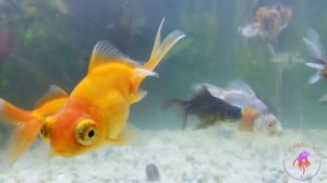 Кормление золотых рыбок зелёным горошком. Feeding  goldfish with green peas.