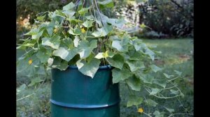 Выращиваем огурцы в бочке