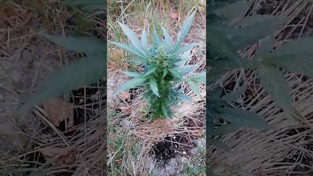 Авто ак от семяныча, бонусная. смотреть онлайн