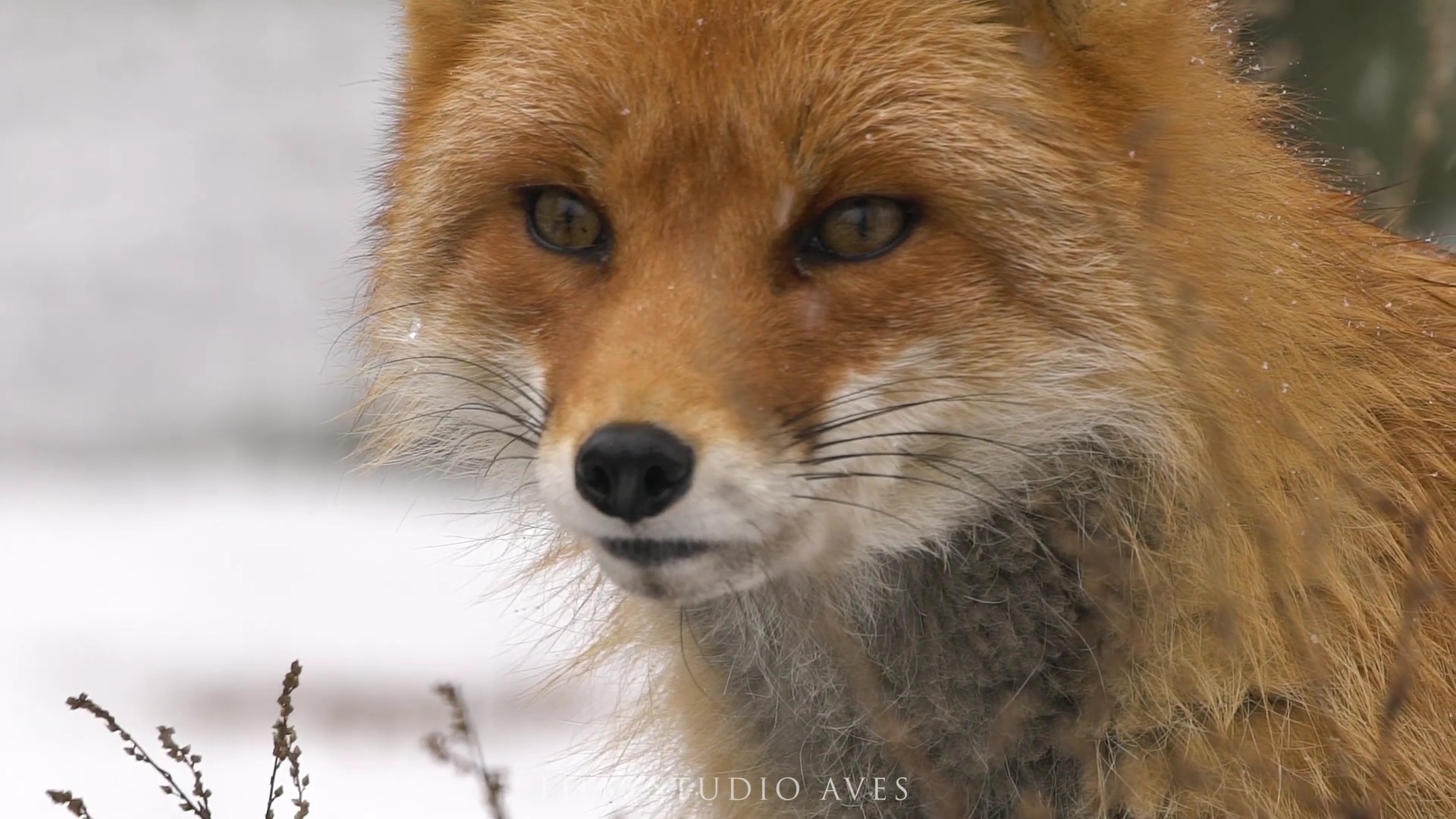 Лиса на охоте зимой смотреть онлайн