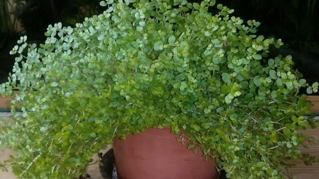 Солейролия: описание, уход и размножение смотреть онлайн