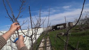 Обрезка айвы  полукруглая крона