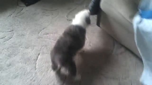 Злой маленький Алабай смотреть онлайн