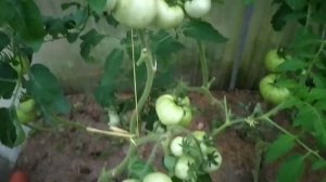 ТОМАТ МОНГОЛЬСКИЙ КАРЛИК В ТЕПЛИЦЕ