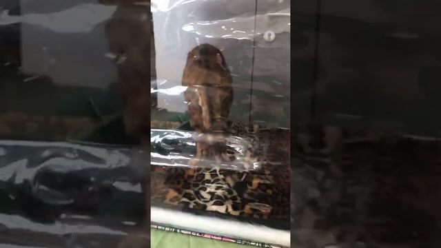 Выставка кошек 3 крутой цвет кошки смотреть онлайн