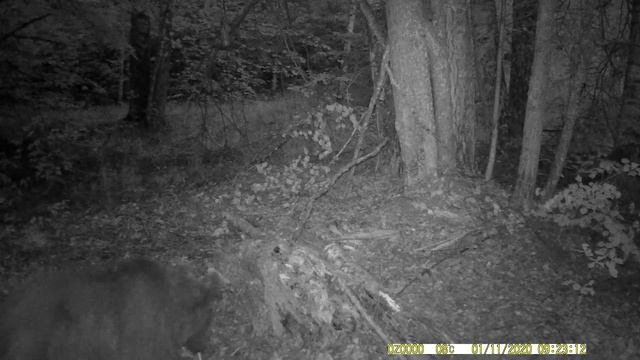 Медведь, словленный на запах - 2 смотреть онлайн