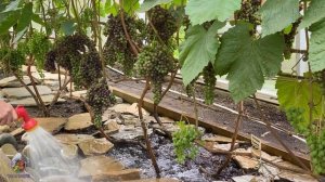 ВИНОГРАД 2020. ПОЛИВЫ ВИНОГРАДА В ТЕПЛИЦЕ. УХОД ЗА ВИНОГРАДОМ В ТЕПЛИЦЕ.