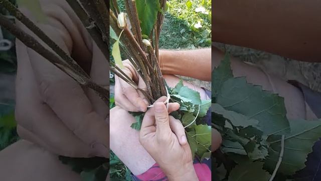 Как правильно связать веники для бани быстро и крепко смотреть онлайн