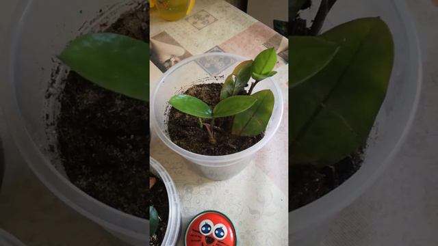 Результаты укоренения замиокулькаса. Часть 2 смотреть онлайн