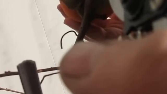 Урожай хурмы с подоконника смотреть онлайн