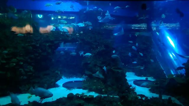 Пекинский зоопарк 17 смотреть онлайн